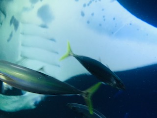 Image: Manta Ray Nig Bertha