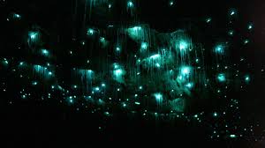 the glow worms drop Incredible sticky threads to capture their feed