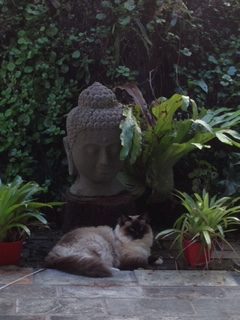 Image, Morning ritual of quiet time Zac is chilling in front of th garden buddha.