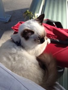 Zac sitting by me as I work at the lagoon