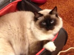 Zac in my work travel case waiting for me to finish work. 