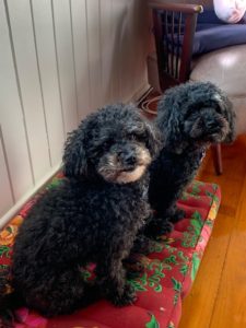 Our cute little companions