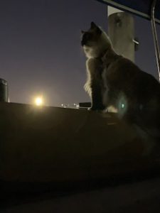 Zac exploring. He is looking out of the cockpit with the moon in the back ground.