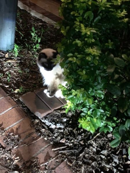 Zac on one of his late night walks.