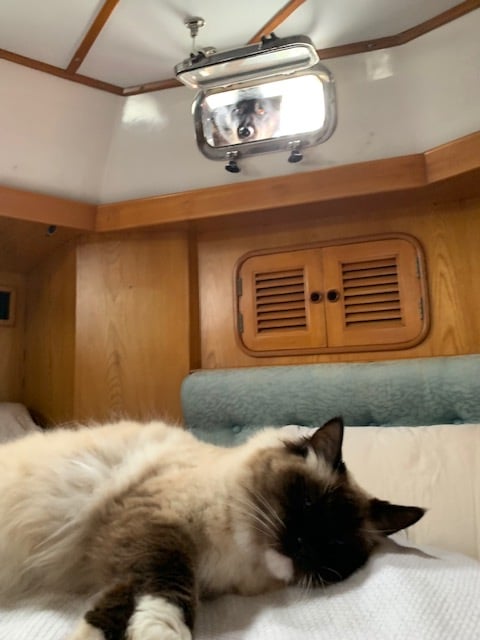 Shadow looking at Zac through the bedroom porthole.