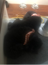 My munchkins sleeping at my feet enjoying boat life.