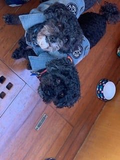 My beautiful munchkins 