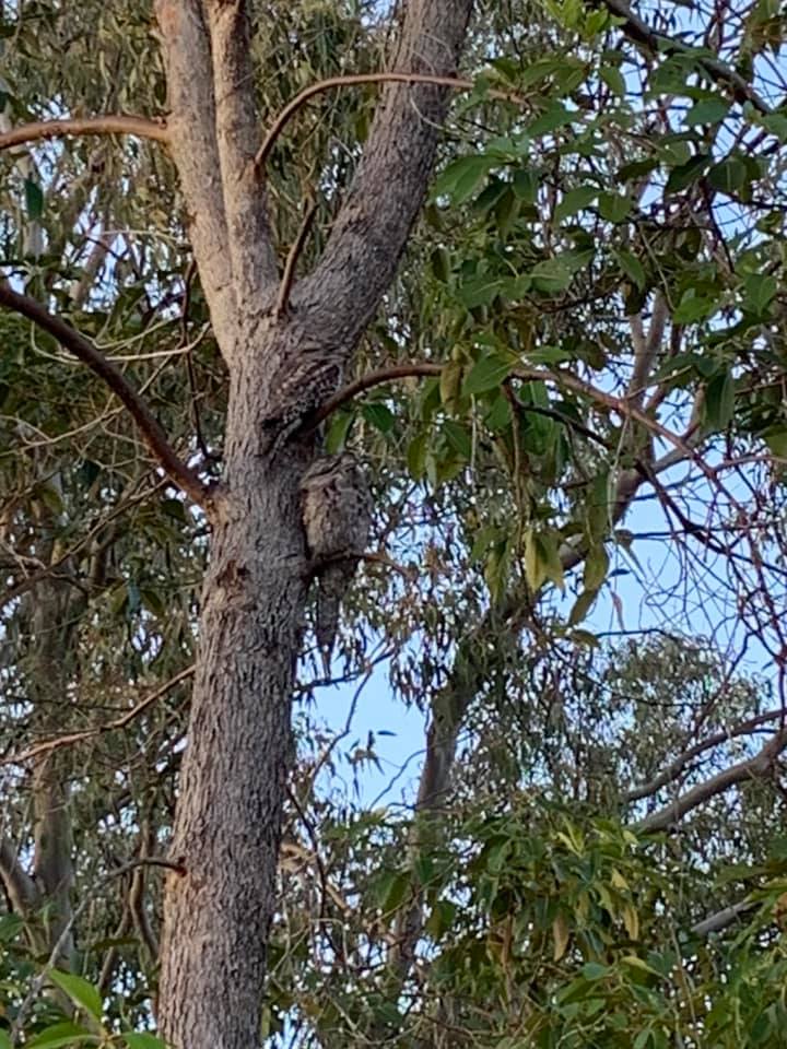 Gum trees and owl during peak hour